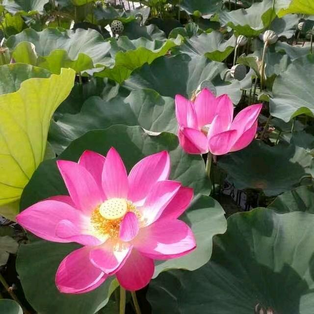 香草