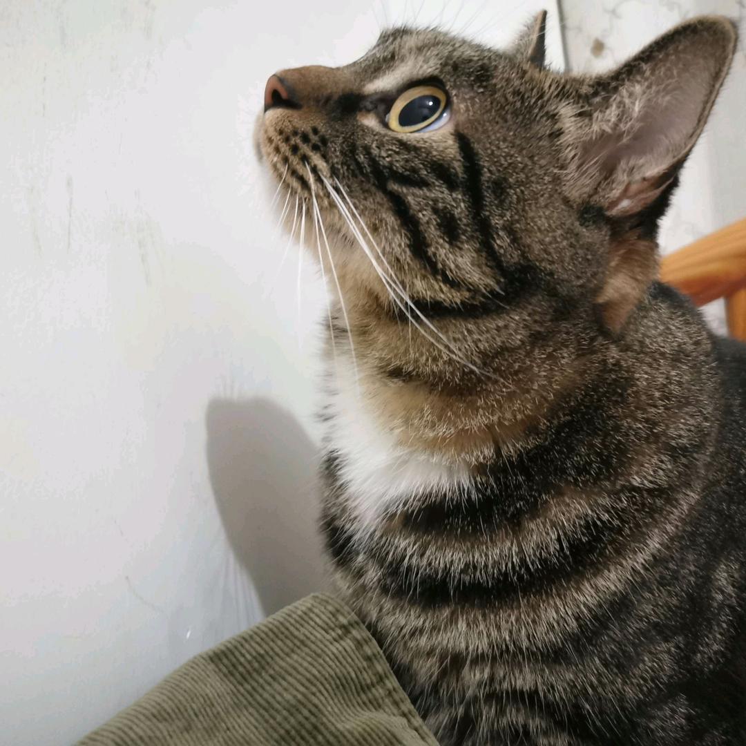 雪儿咪咪