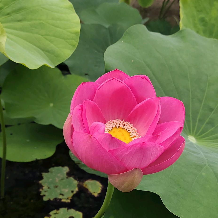 左各庄正松木业