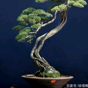 粤北盆景哥