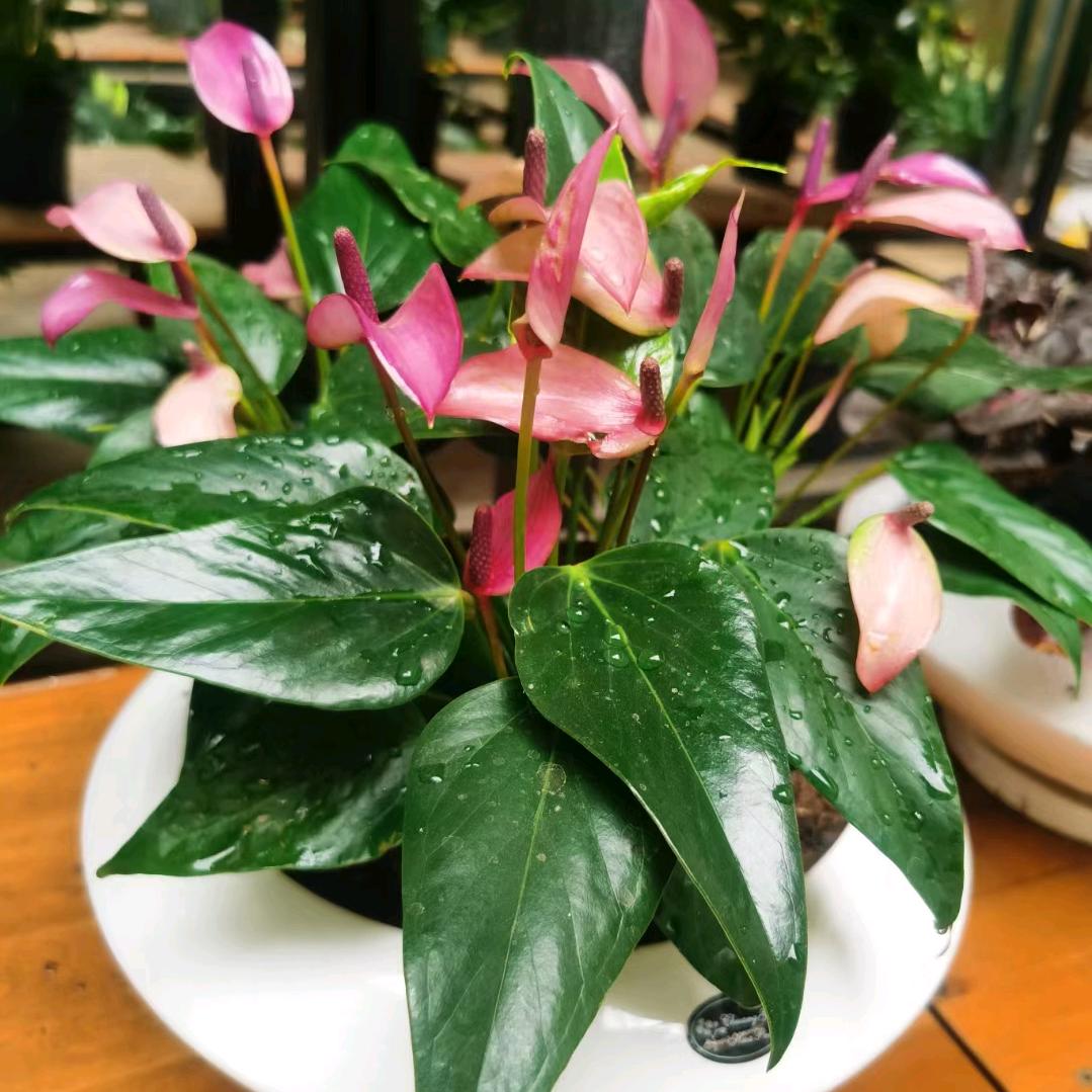 润绿花坊连赞拉黑