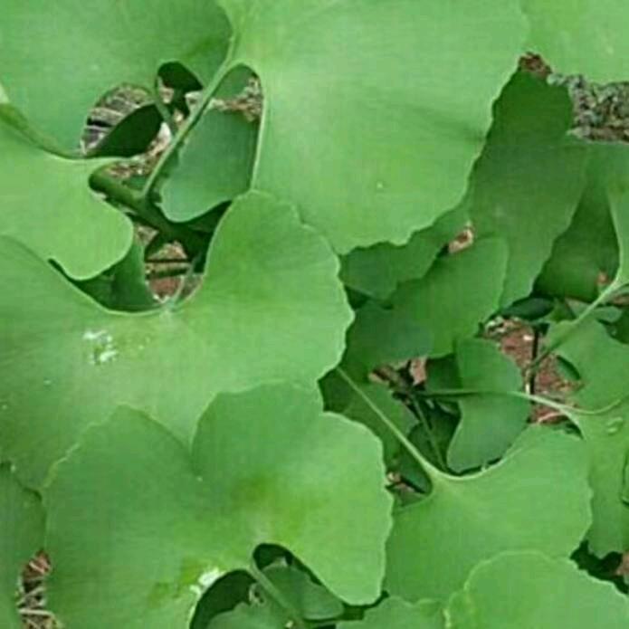 宜宾川菜馆（版纳大润发）