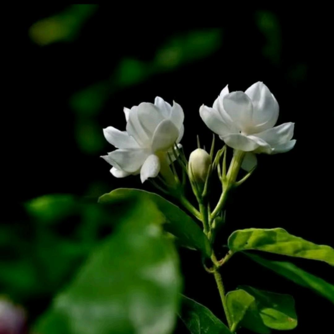 灵芝