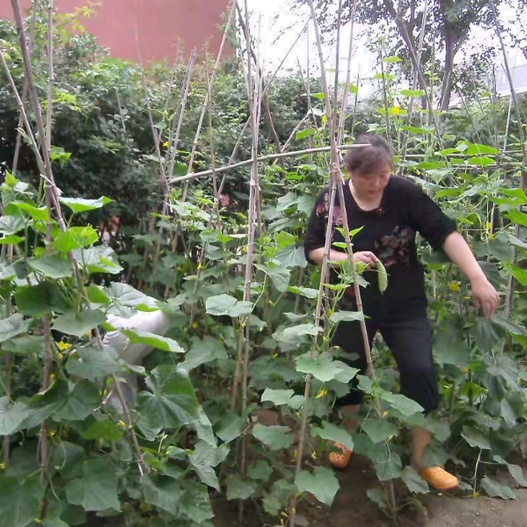 紫色的七巧好运