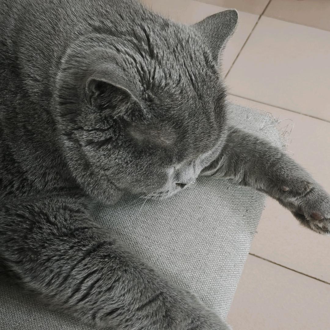 我是黑馒头呀