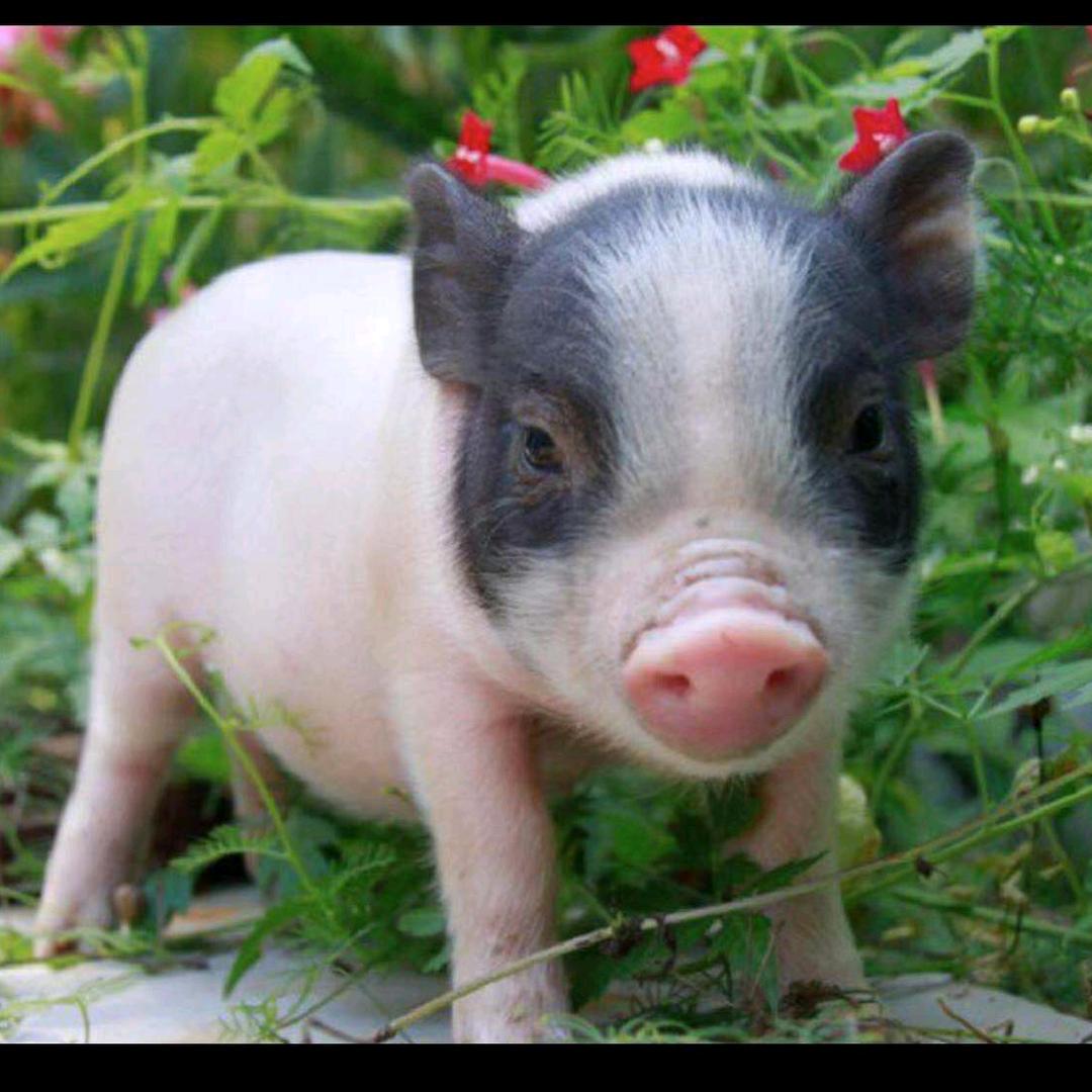 玉溪小香猪养殖