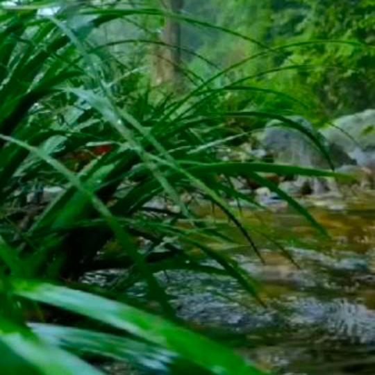 飞舞（手机摄影)经典歌曲