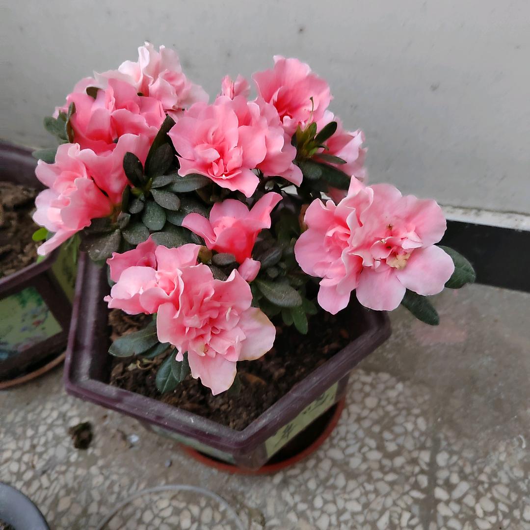 杨村人