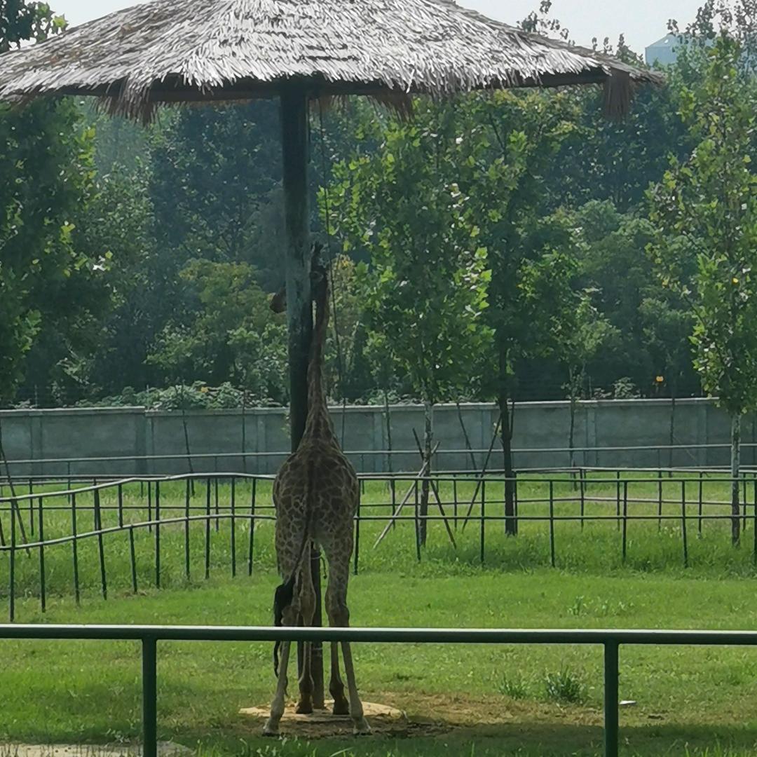 孤鹰