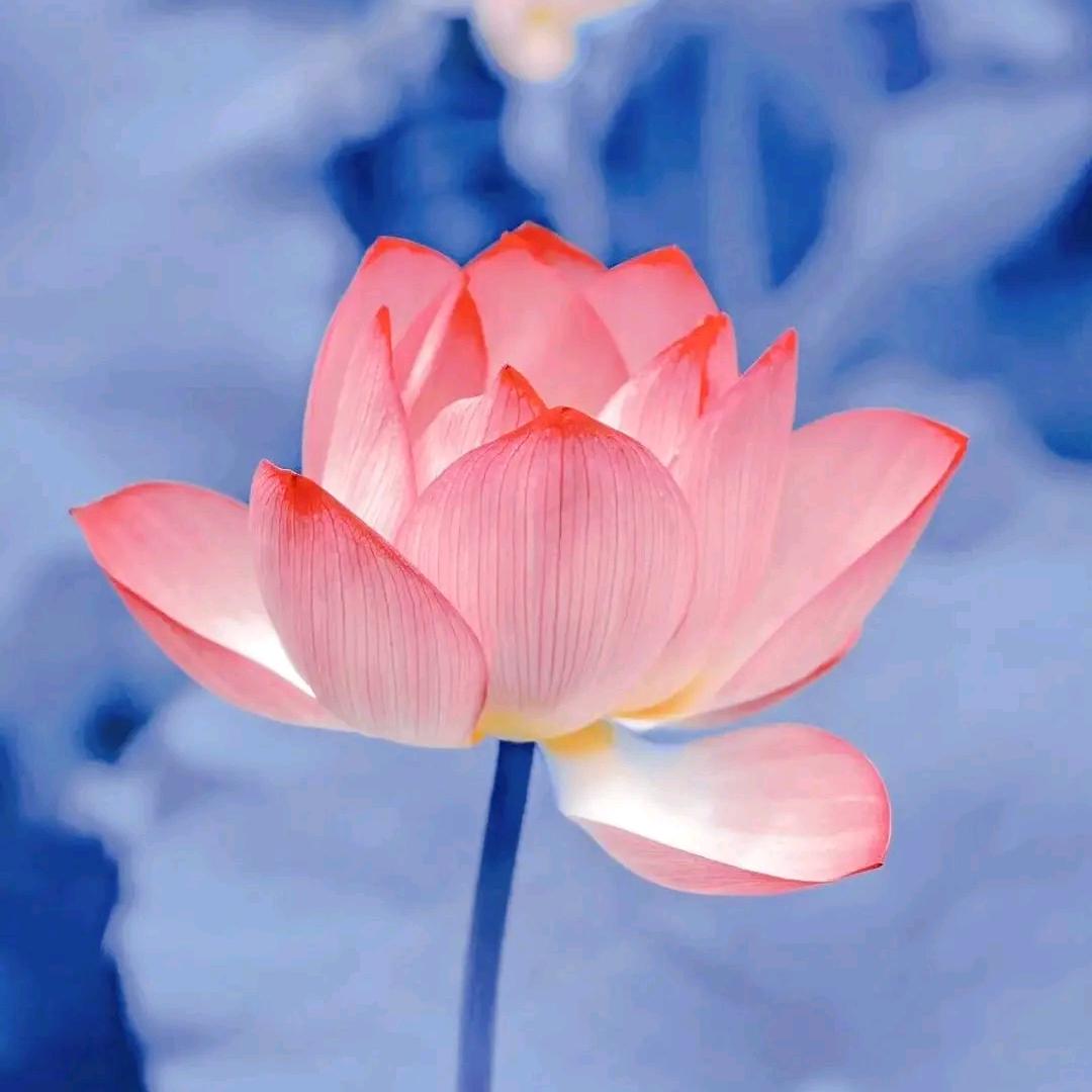 垚鑫奶奶(拒男私聊)