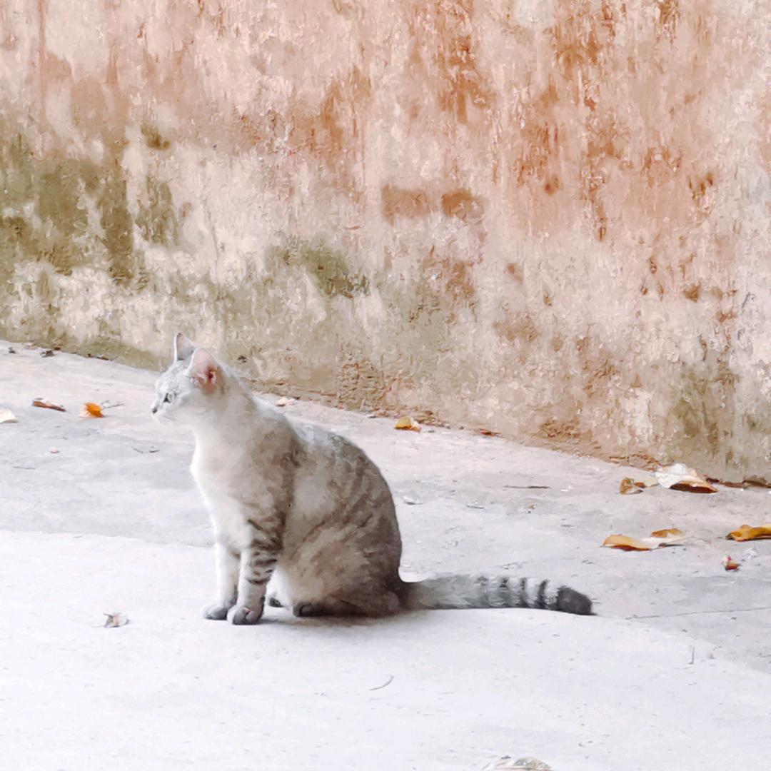 水晶猫钻盒子