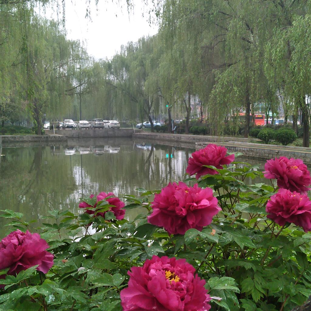 洛阳红牡丹