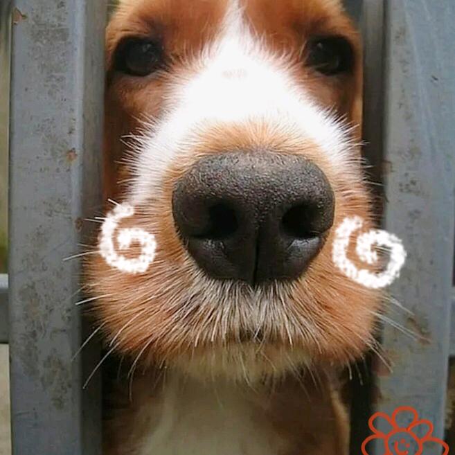 大毛是只小狗狗