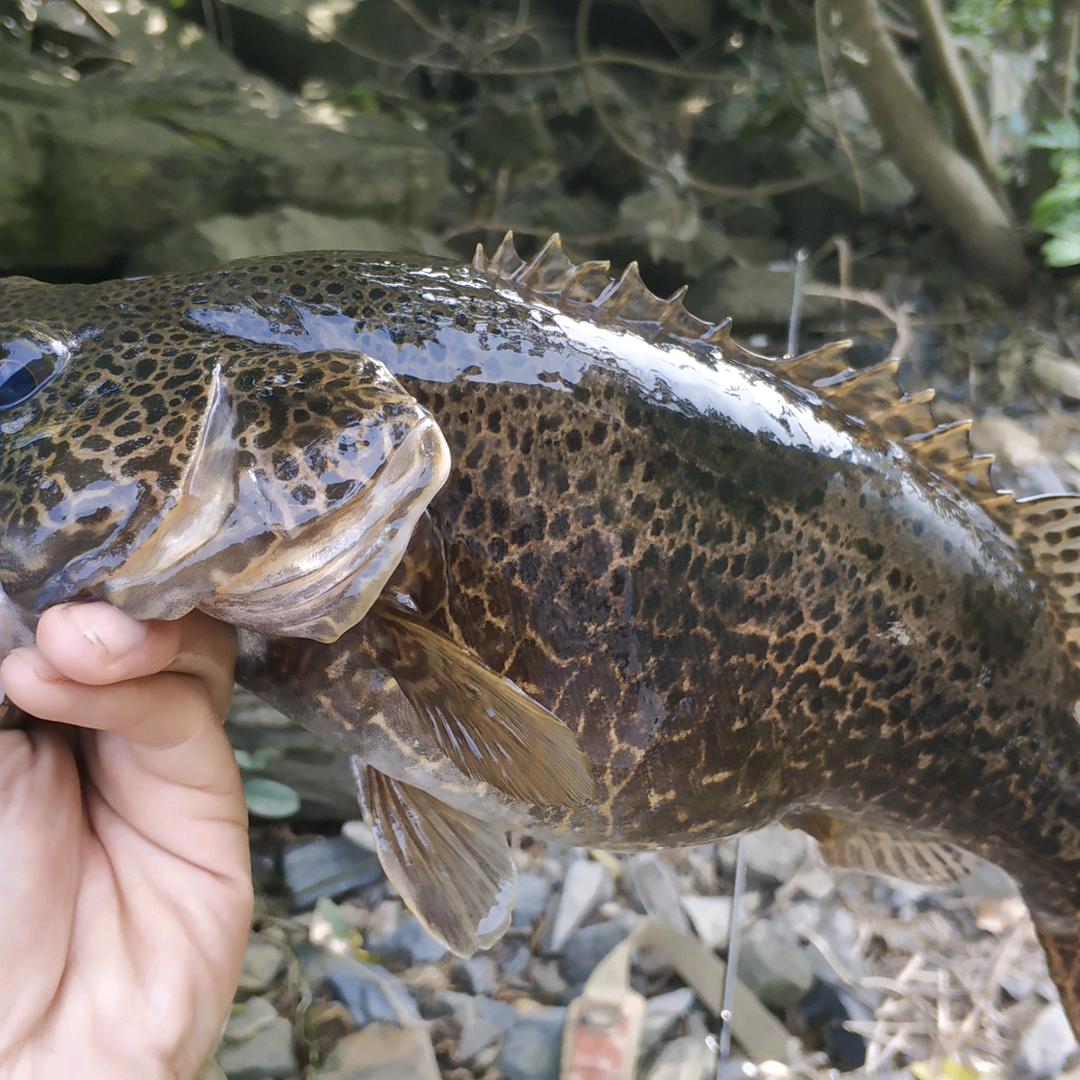 小戴爱路亚-溪流钓