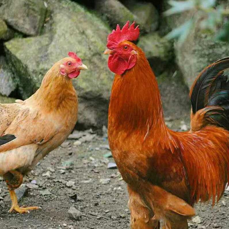 九华山欢子土鸡蛋