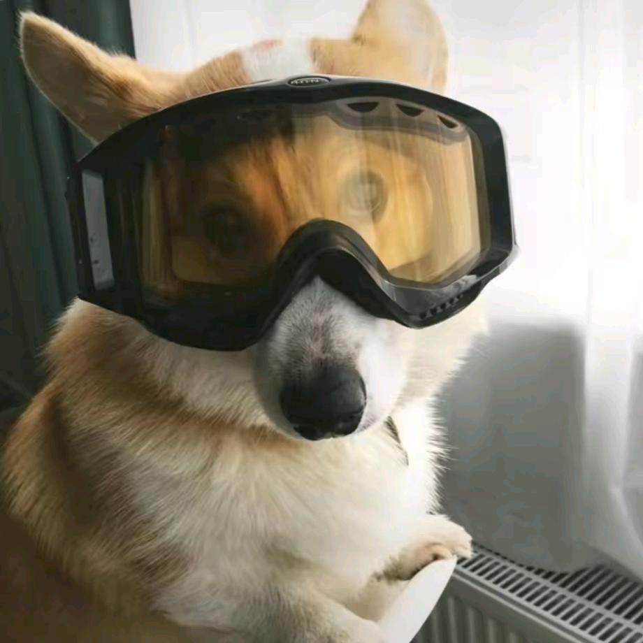 巴士