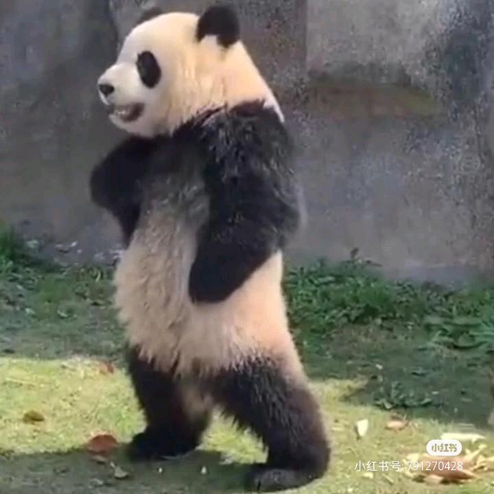 狗熊想要变强