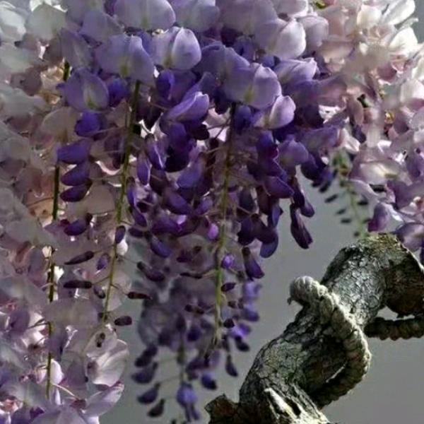 ࿐ཉི༗࿆风雨人生 路༗࿆ཉི࿐