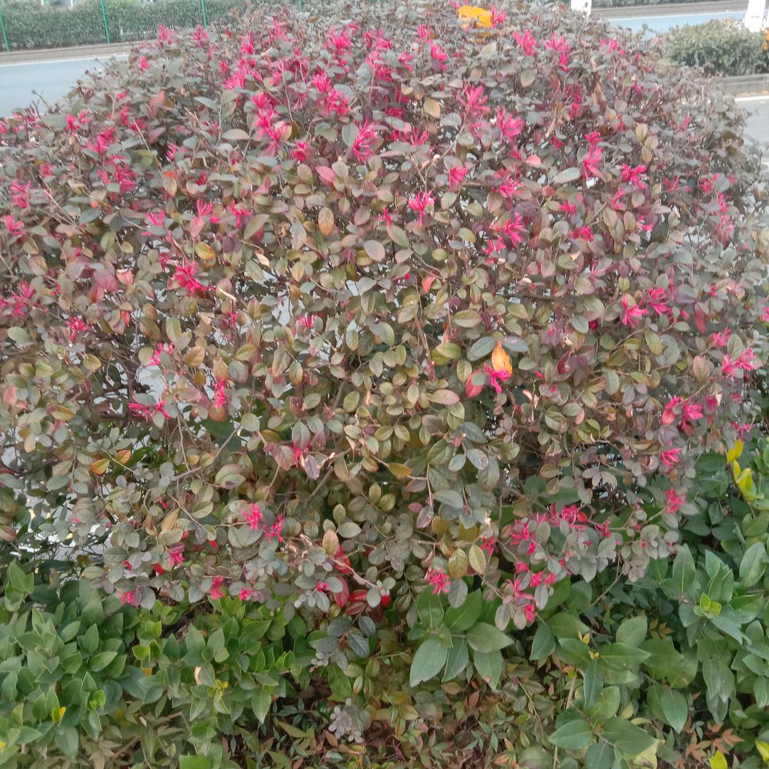 天使