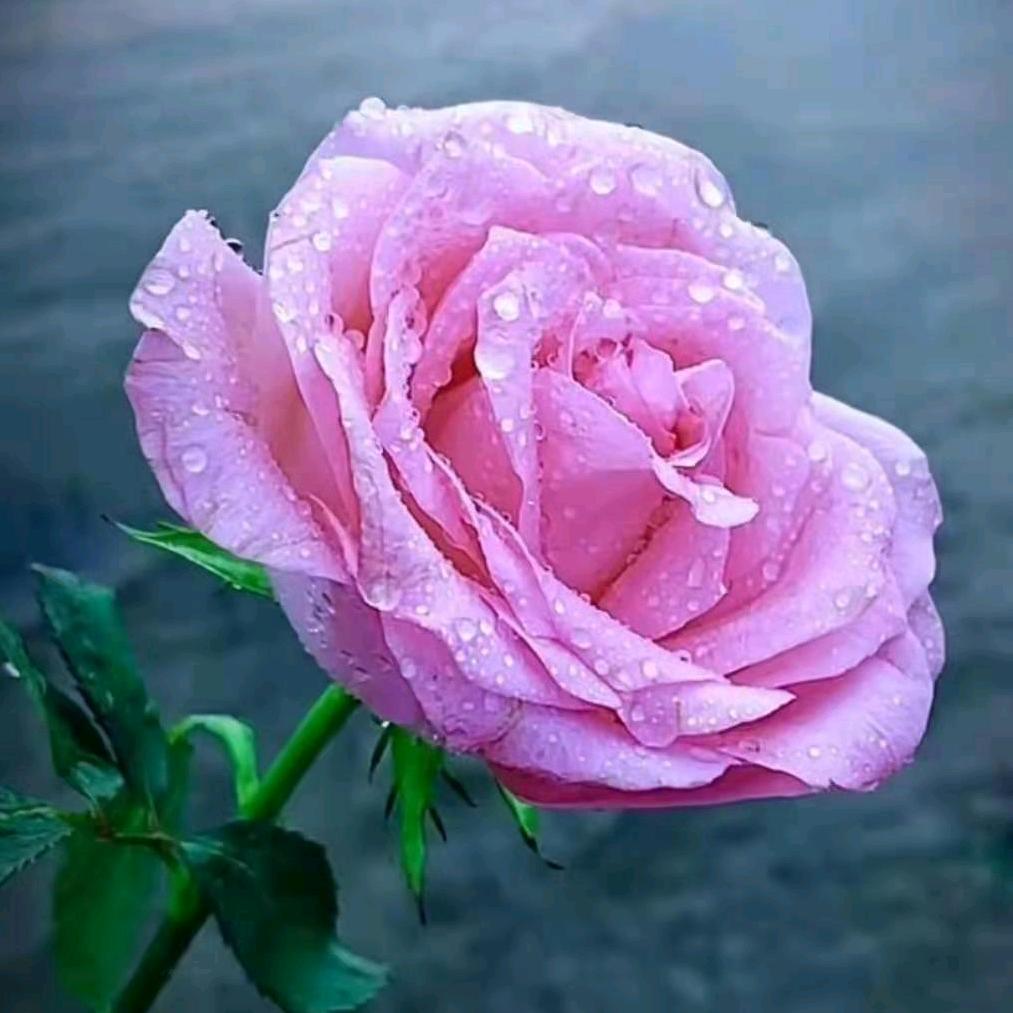 爱琴海   🌹