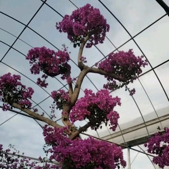 紫藤林园[三角梅]