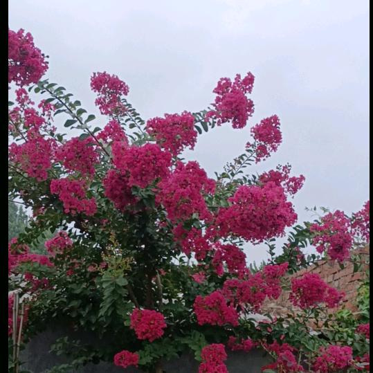 福至心灵