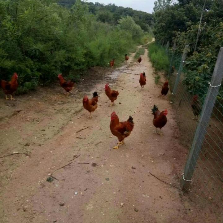 阳光农贸《跑山鸡店》