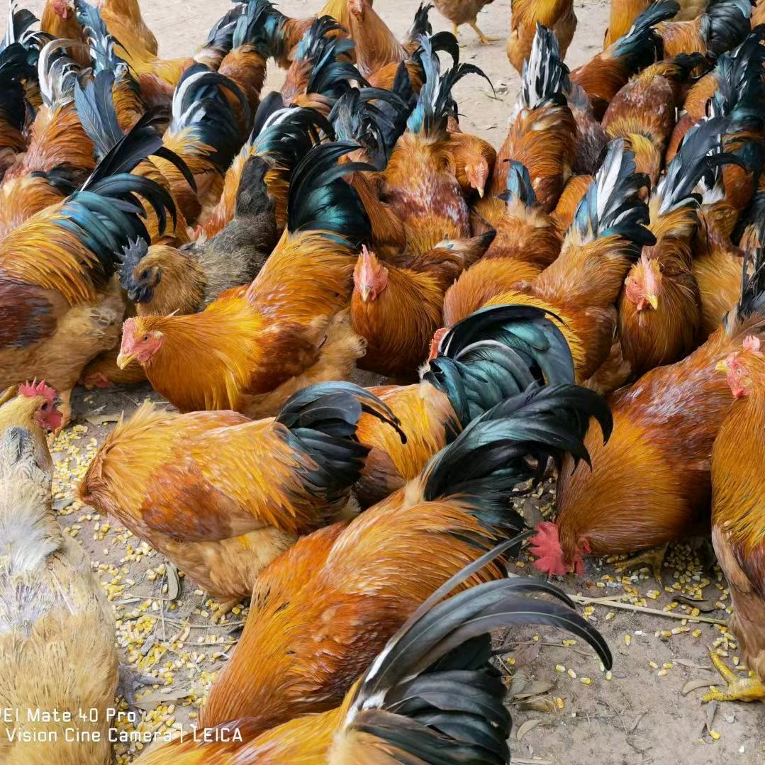 老四（覃记肉鸡批发）藤县