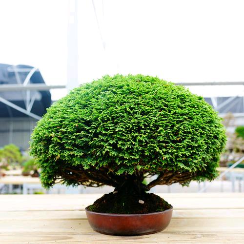 小艺苗木繁育场