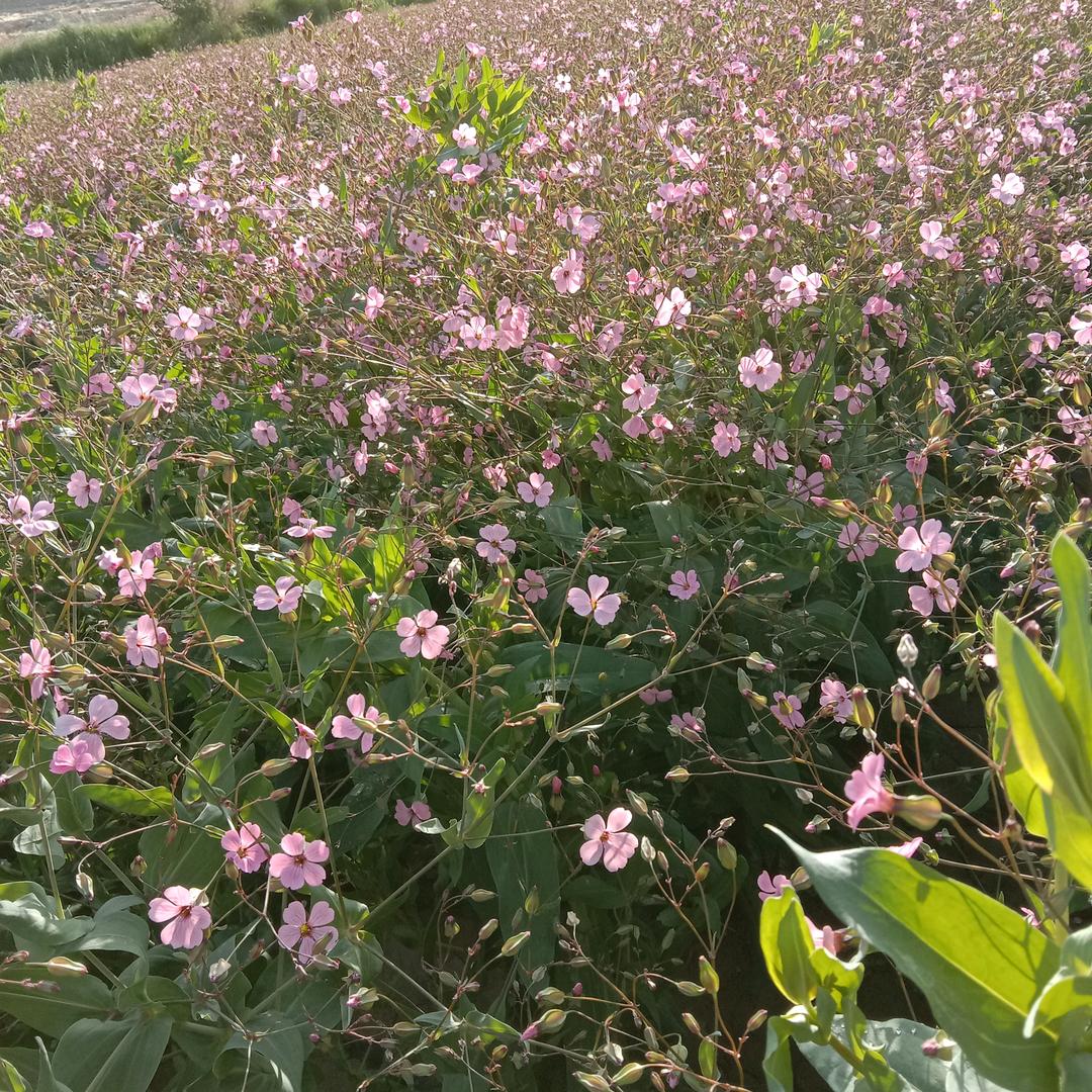 幸福秀🌻