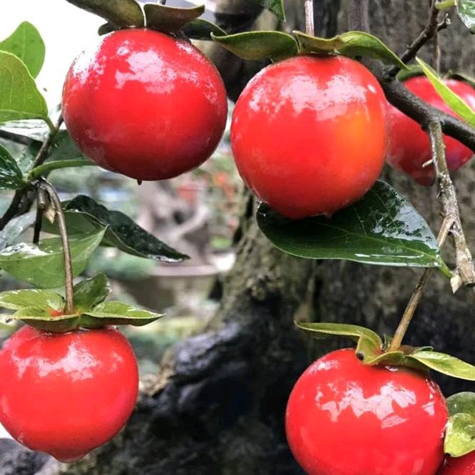 大师兄金弹子园艺