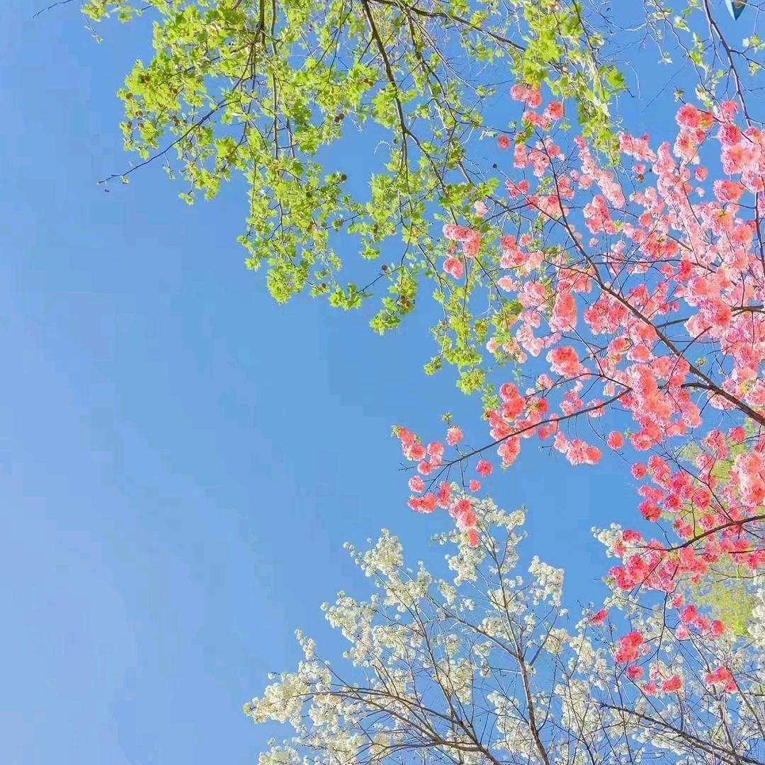 玲