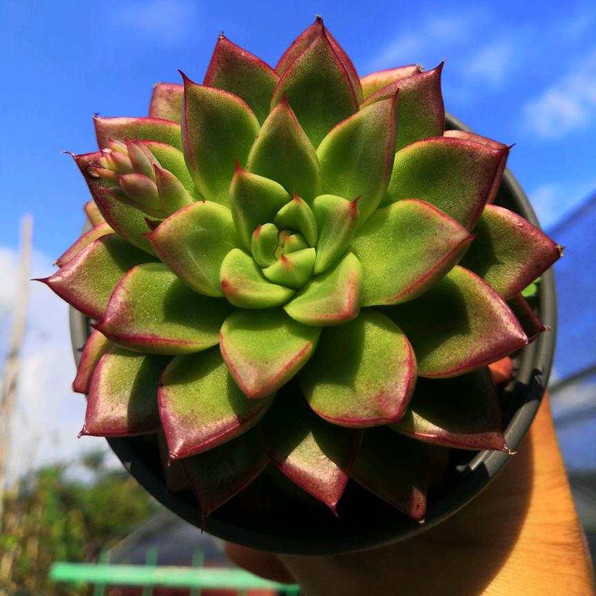 好姑娘多肉园艺小号（闭棚养货暂停直播6月