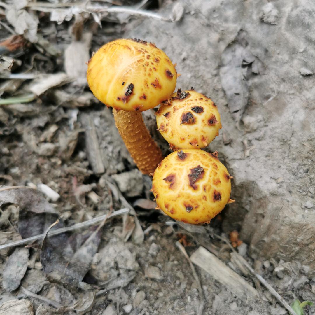 %阿克苏冰糖心%