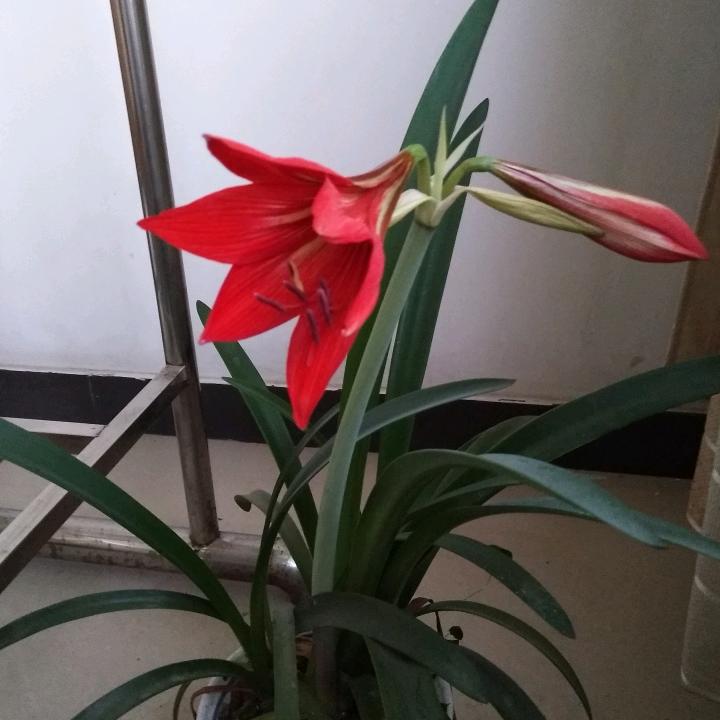 忘情水。