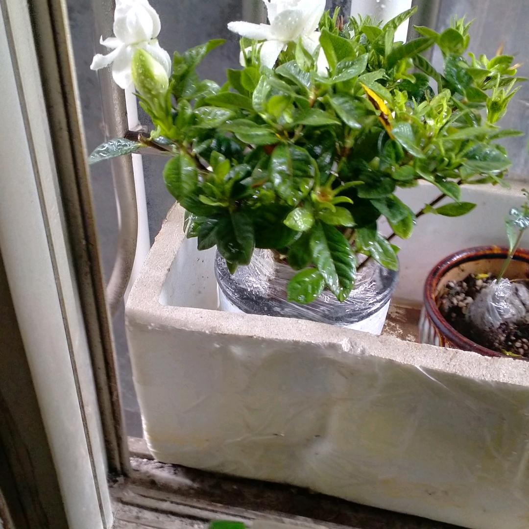 冯玫瑰