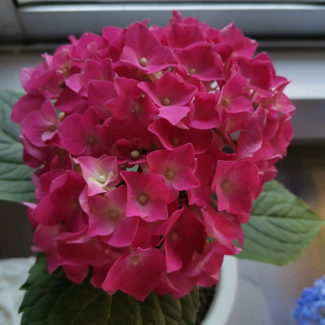 香香公主