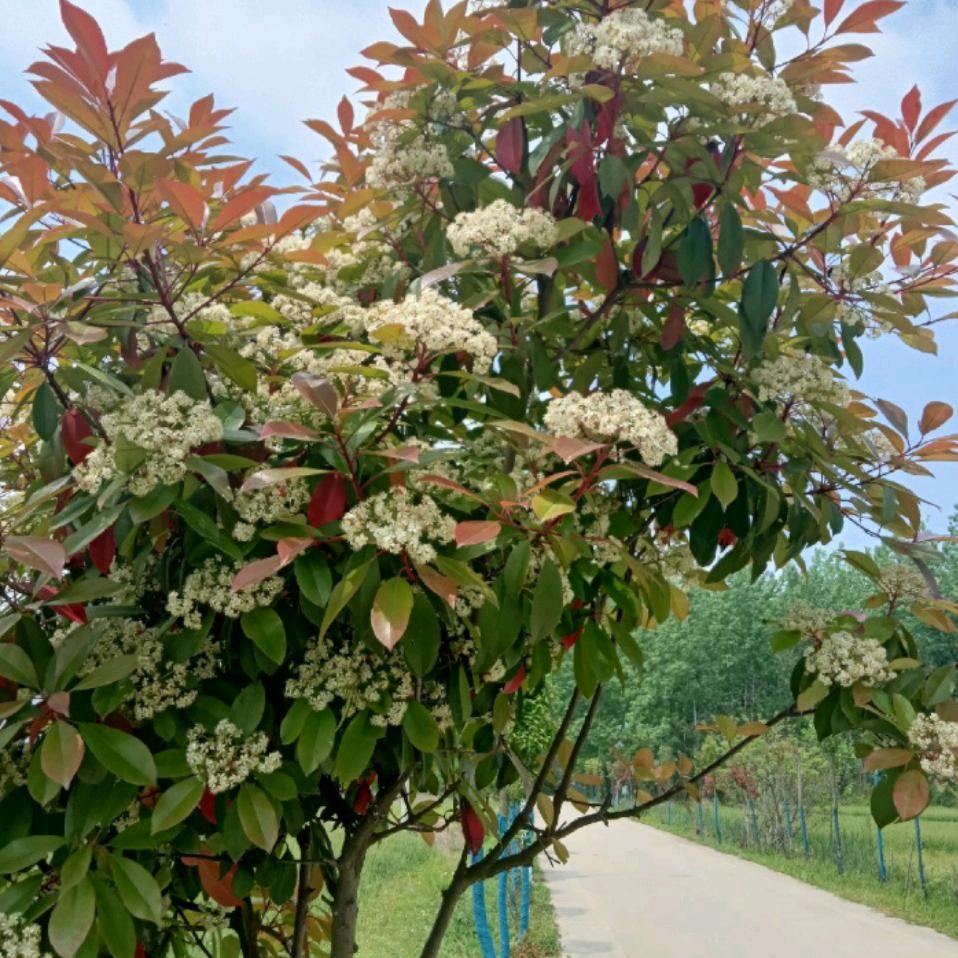 安徽。杨庙镇。李兵。