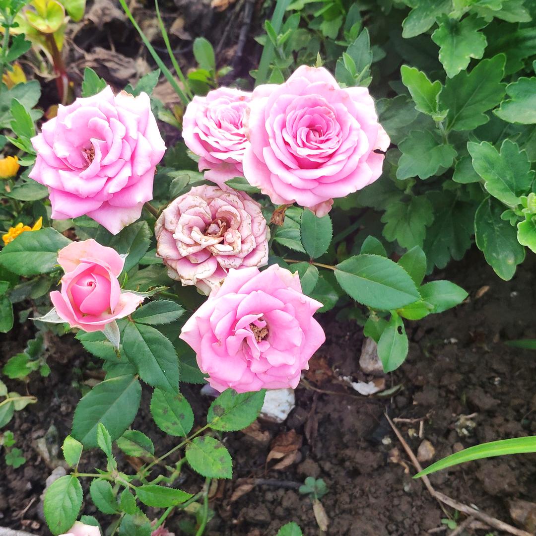 家有两棉袄{70后:)