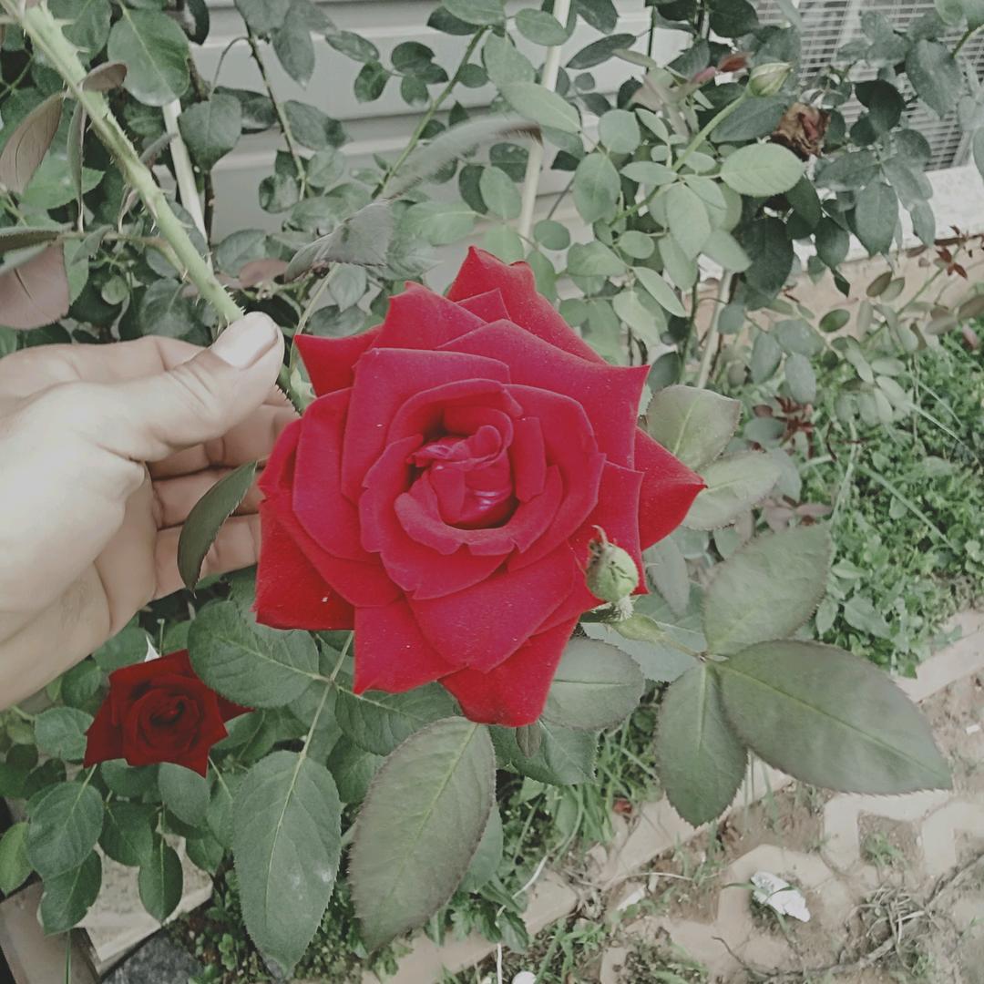 恋爱桃花源