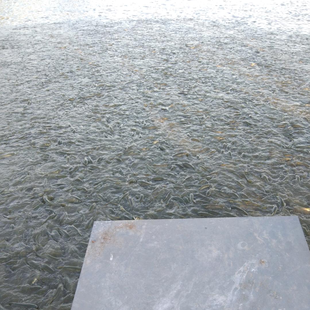 旺旺养殖，长年收购，出售，