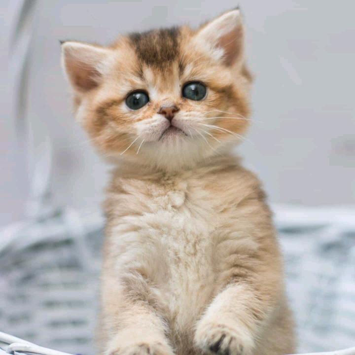 梨子.