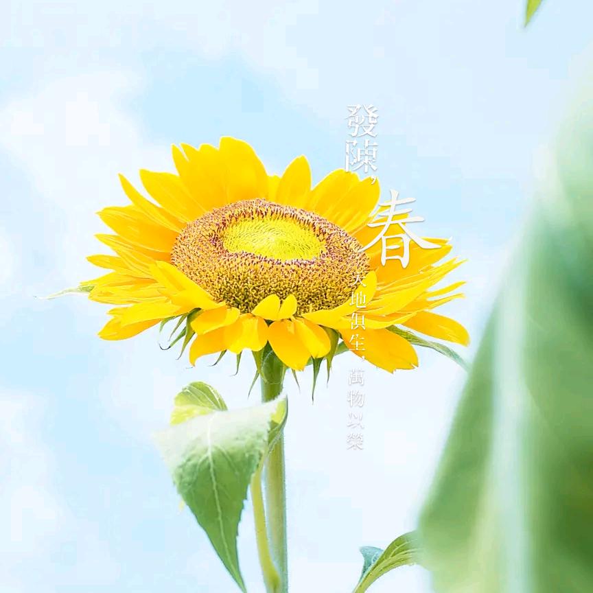 心如止水（雨萱奶奶）