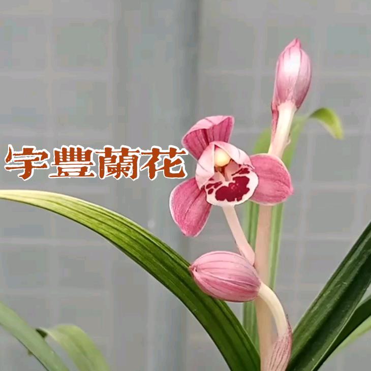 宇丰兰花