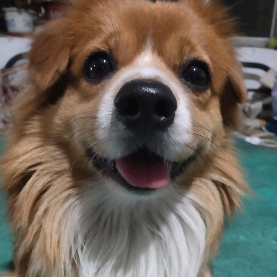 七秒钟的记忆