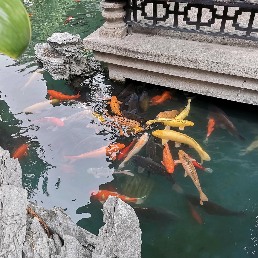 沧海 轻舟🎋🍂🍂