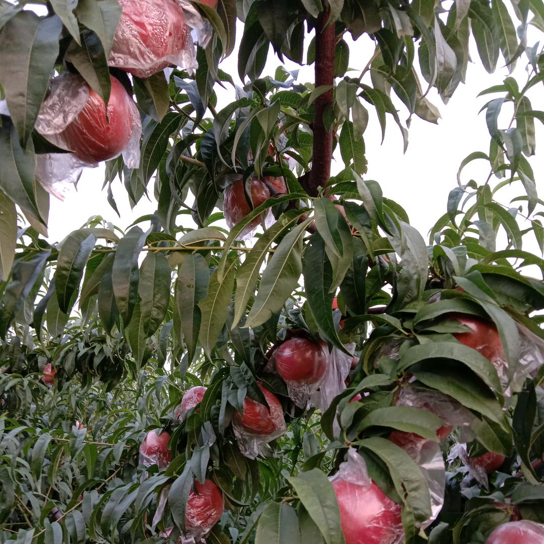 贺家庄种桃大户