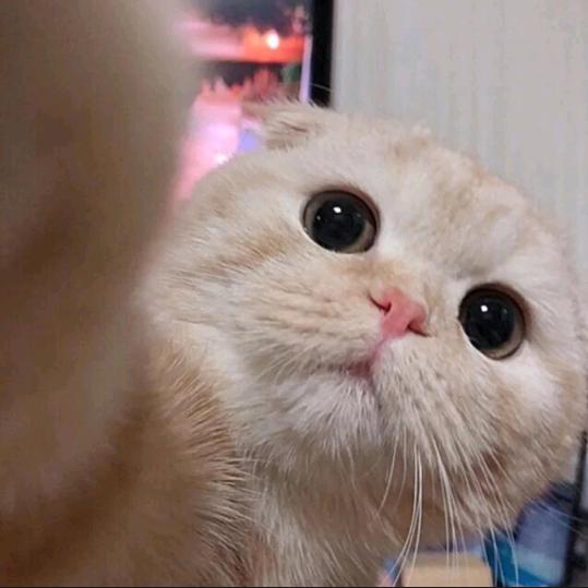 小八有个弟弟叫臭臭