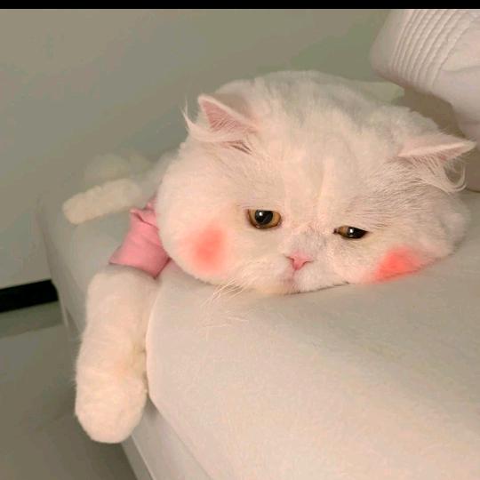 晕fufu.