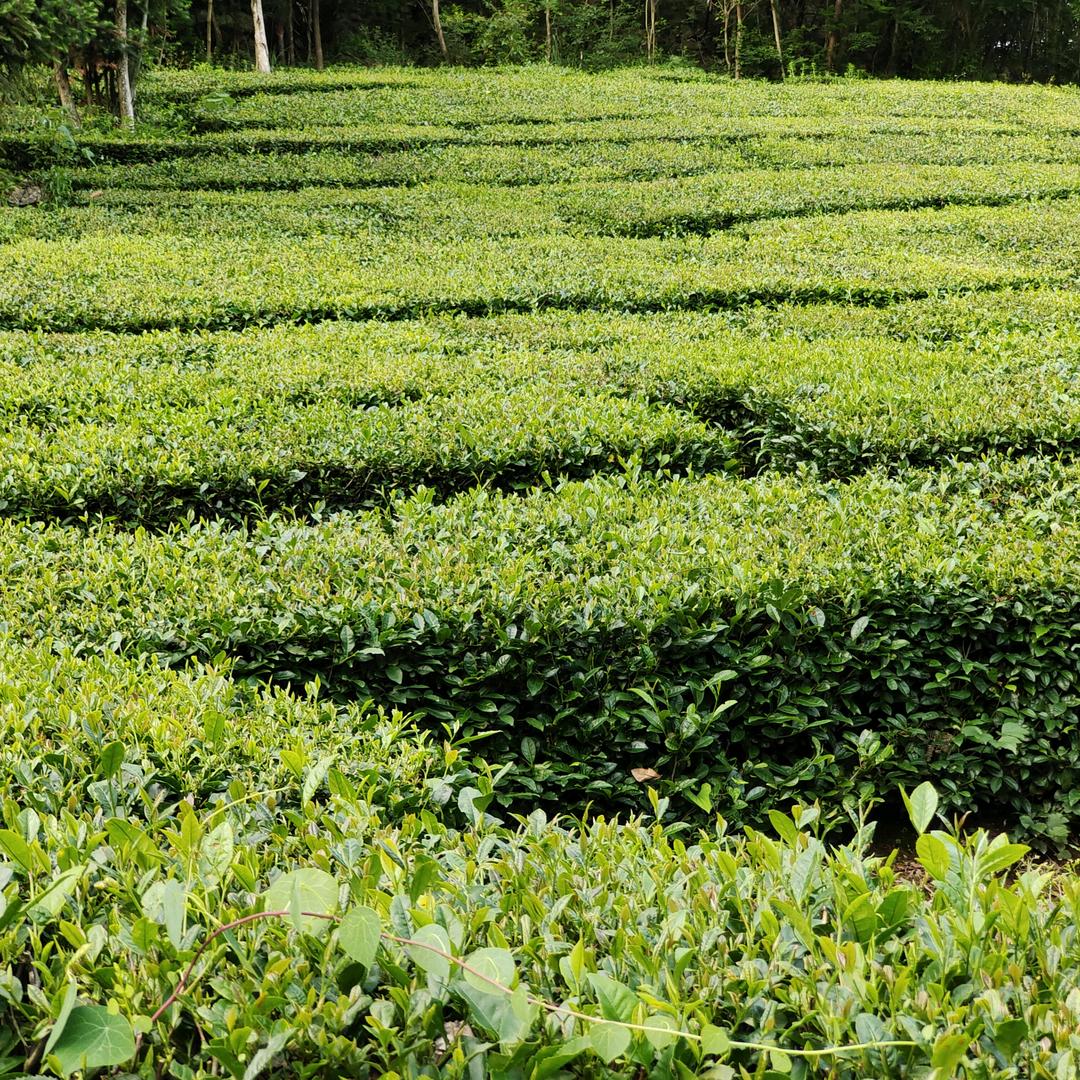茗